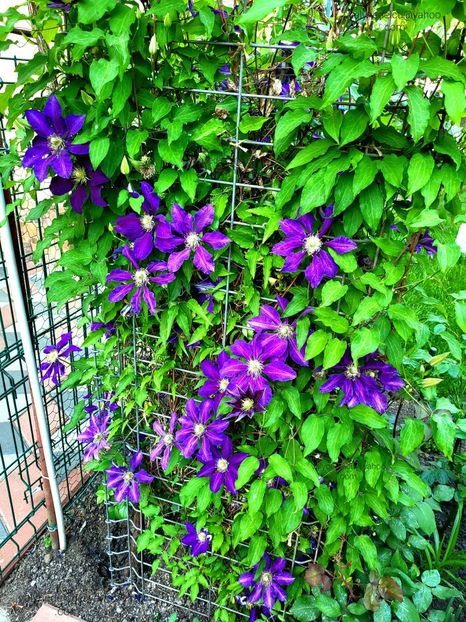 Clematis Julka - Clematis Julka