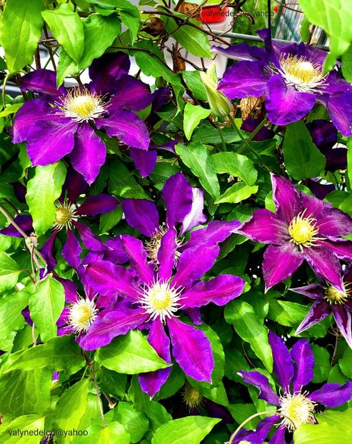 Clematis Julka - Clematis Julka