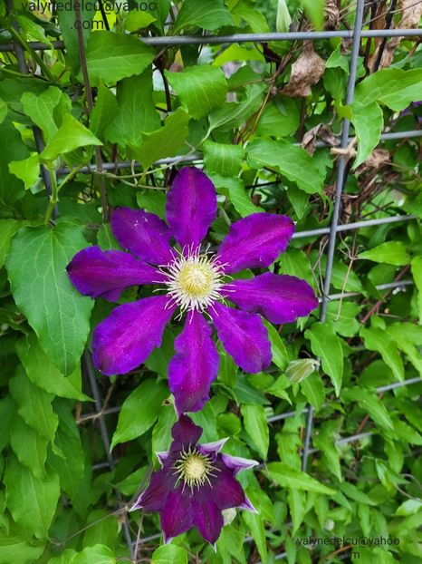 Clematis Julka - Clematis Julka