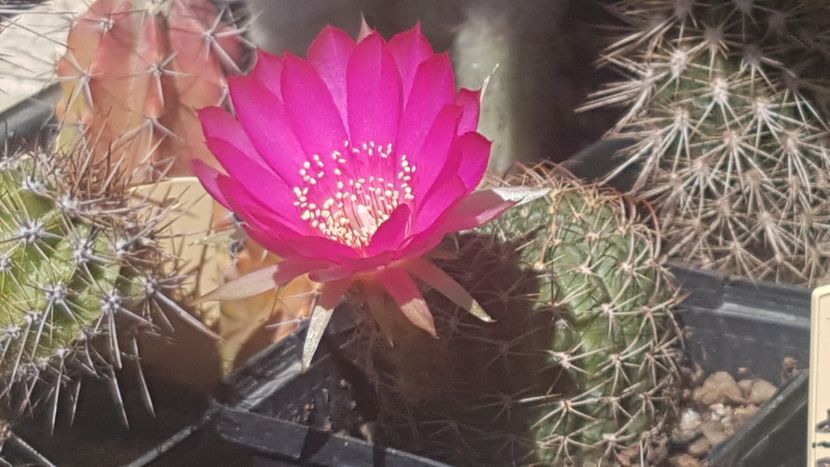 Lobivia cu floare ciclam - Lobivia