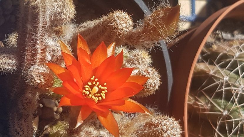 2022 - Chamaecereus silvestrii