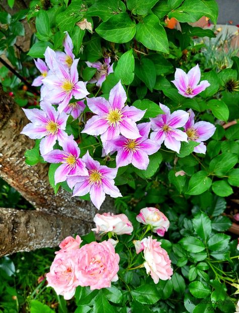 Clematis Piilu - Clematis Piilu