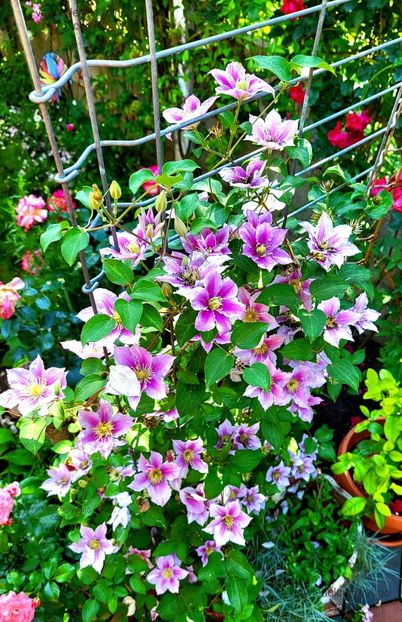 Clematis Piilu - Clematis Piilu