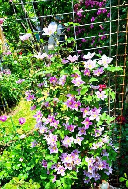 Clematis Piilu - Clematis Piilu