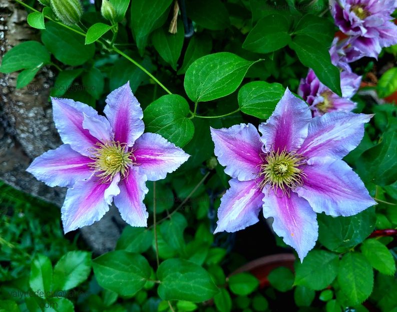 Clematis Piilu - Clematis Piilu