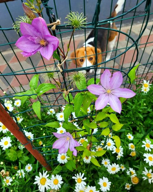 Clematis Proteus - Clematis Proteus