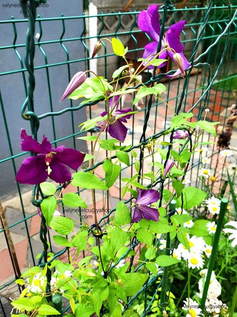 Clematis Warszawska Nike - Clematis Warszawska Nike