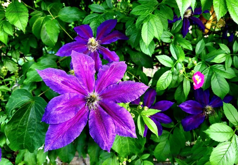 Clematis Wildfire - Clematis Wildfire