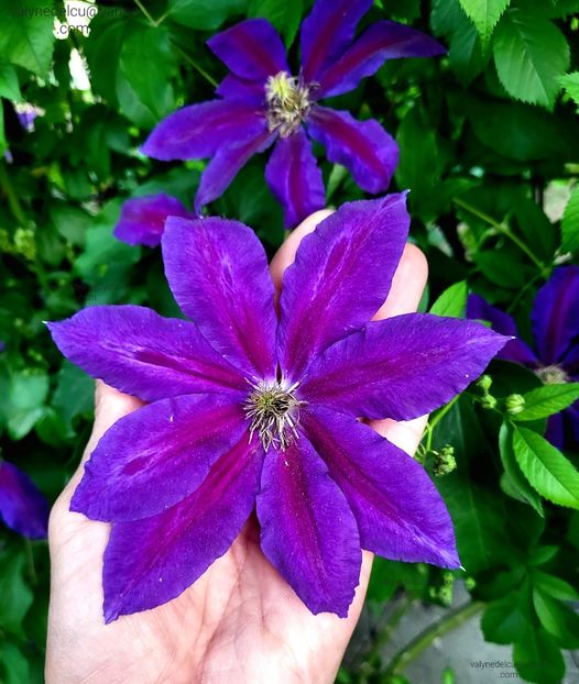 Clematis Wildfire - Clematis Wildfire