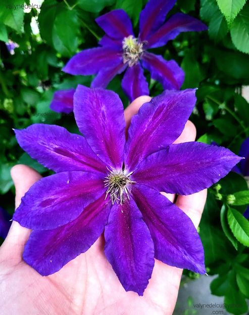 Clematis Wildfire - Clematis Wildfire