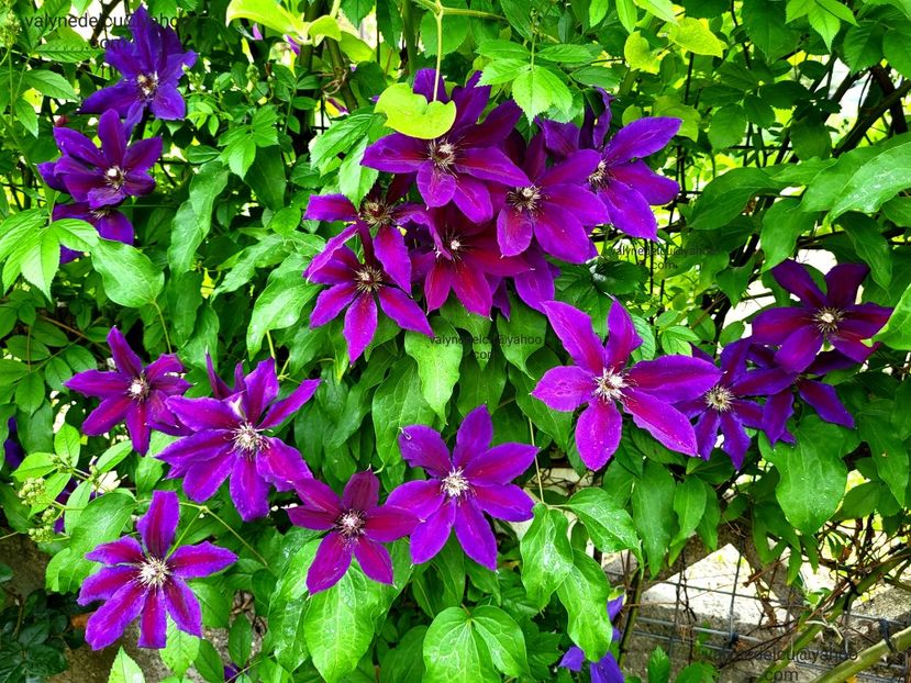 Clematis Wildfire - Clematis Wildfire