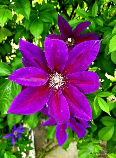 Clematis Wildfire - Clematis Wildfire
