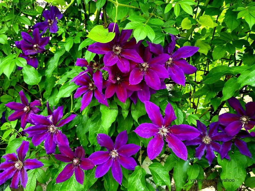 Clematis Wildfire - Clematis Wildfire