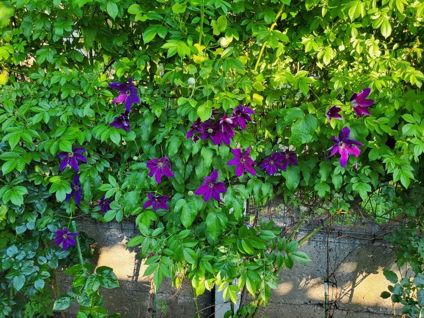 Clematis Wildfire - Clematis Wildfire