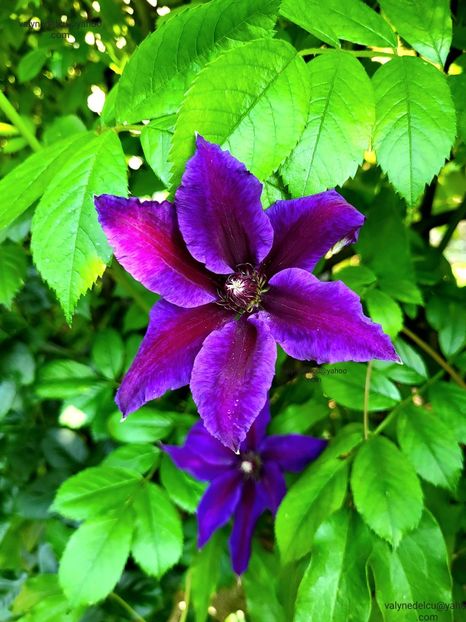 Clematis Wildfire - Clematis Wildfire