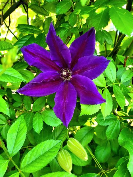 Clematis Wildfire - Clematis Wildfire