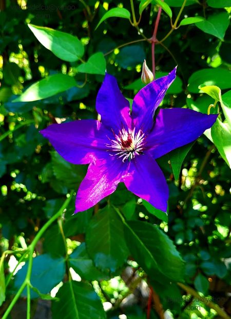 Clematis The President - Clematis The President