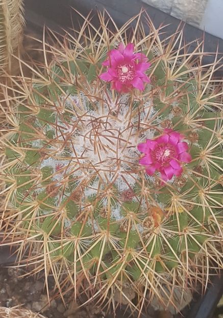 Mammillaria spinosissima - Mammillaria