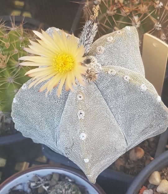  - Astrophytum