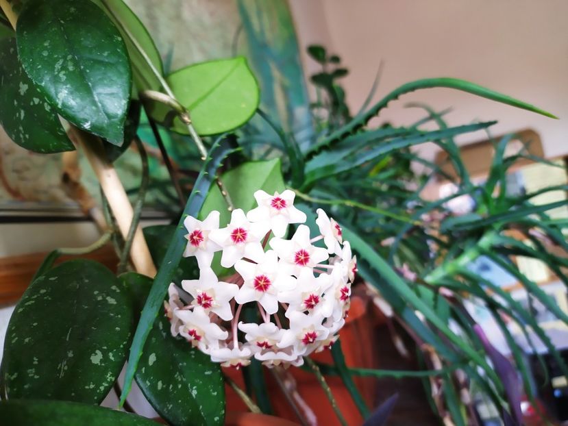  - 0 Hoya carnosa 2022