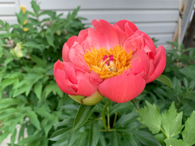  - Jurnalul gradinii 2022