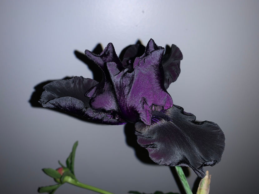  - Jurnalul gradinii 2022