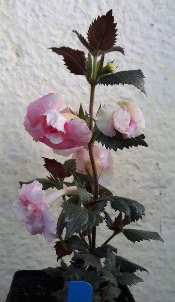  - 0001 2022 - BriD s ROSAMARIE