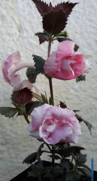  - 0001 2022 - BriD s ROSAMARIE