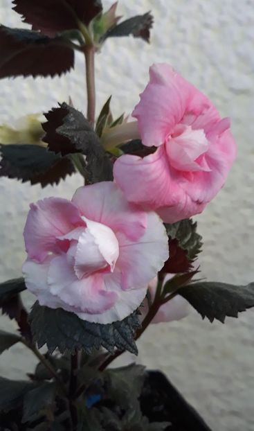  - 0001 2022 - BriD s ROSAMARIE