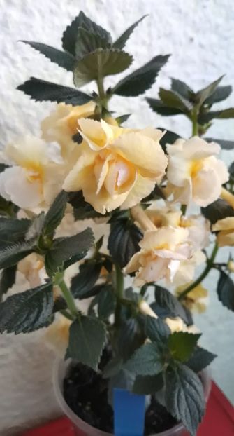  - 0001 2022 - BriD s LIMONELLA