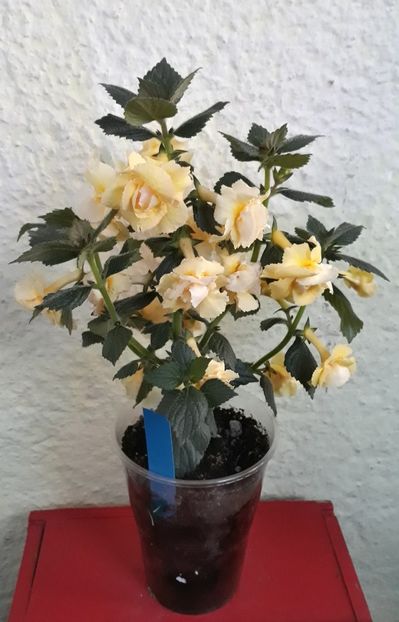  - 0001 2022 - BriD s LIMONELLA