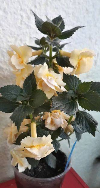  - 0001 2022 - BriD s LIMONELLA