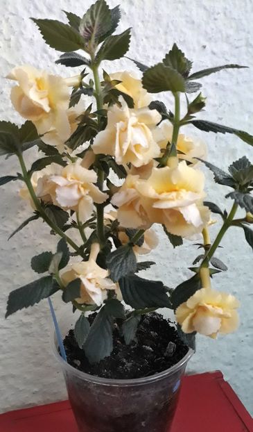  - 0001 2022 - BriD s LIMONELLA