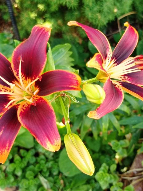  - dragostea  de natura