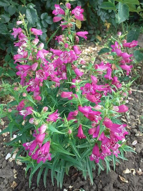  - 0 Penstemon Harlequin Magenta!