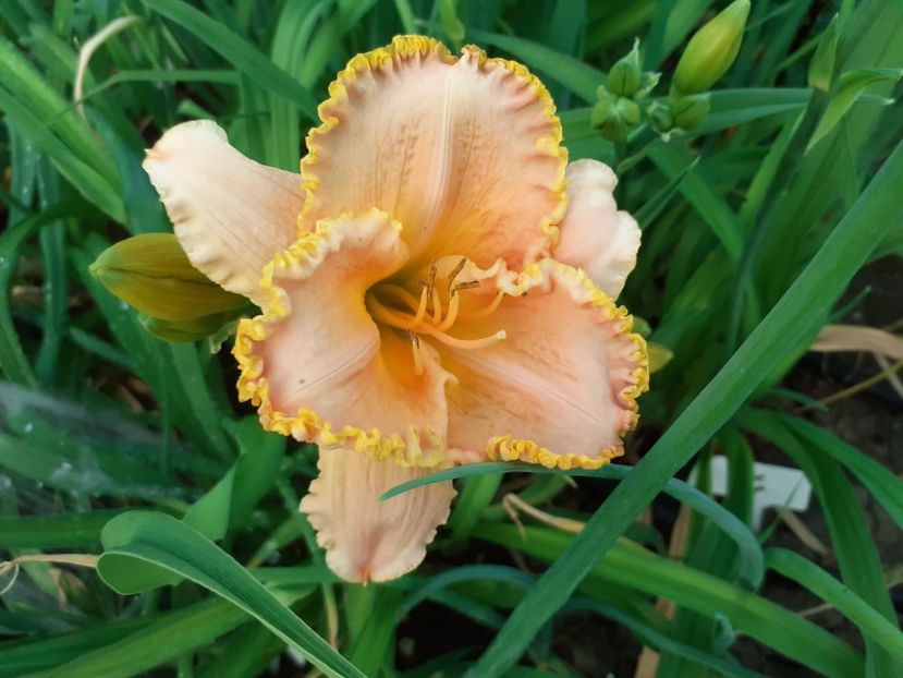 Rose cup - Hemerocallis 2022