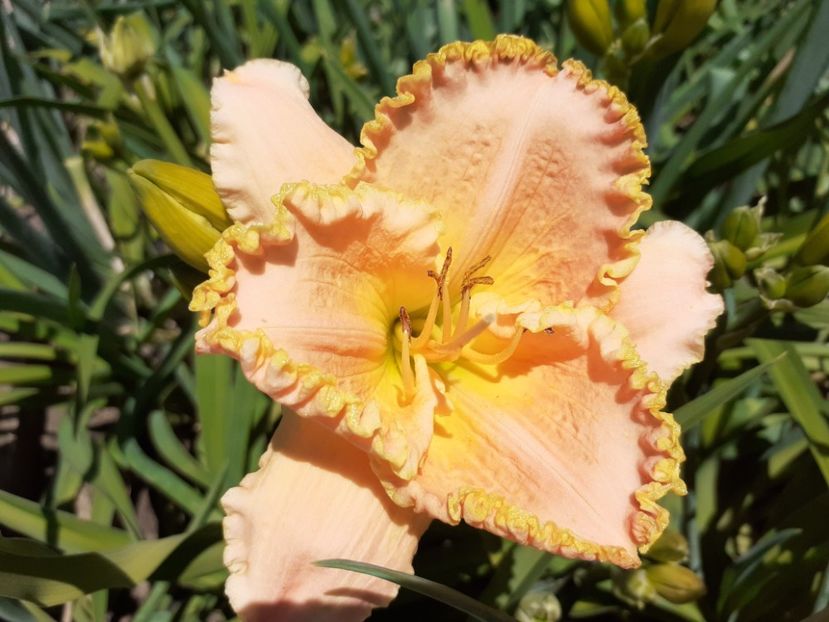  - Hemerocallis 2022