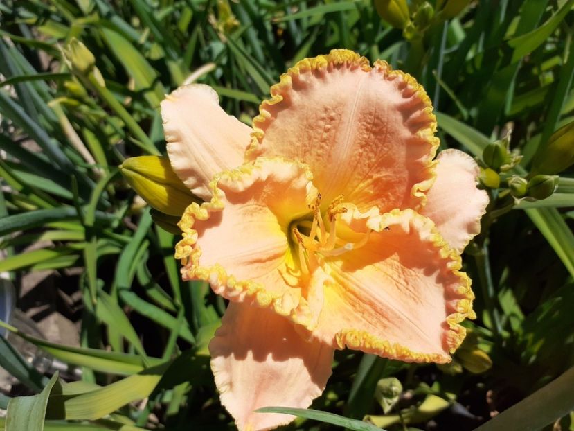  - Hemerocallis 2022