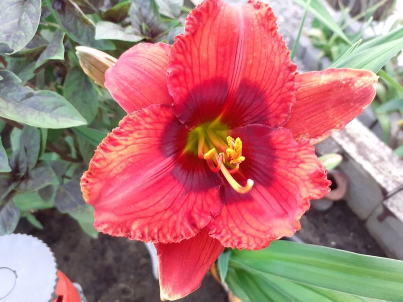  - Hemerocallis 2022
