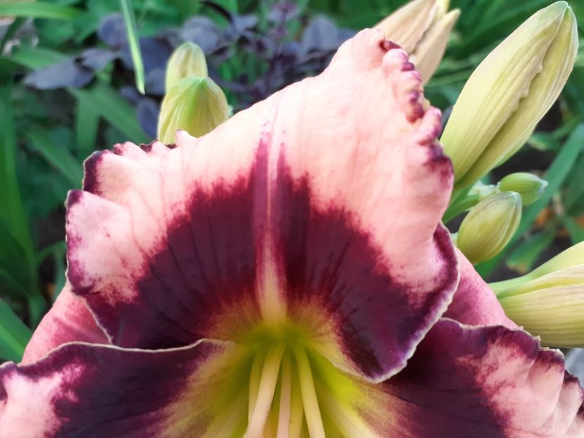 Rock Solid - Hemerocallis 2022