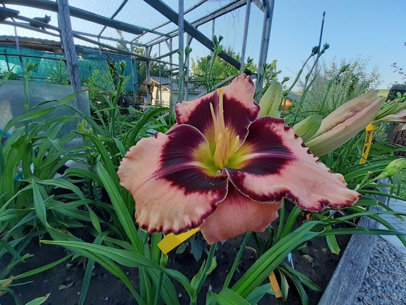 Rock Solid - Hemerocallis 2022