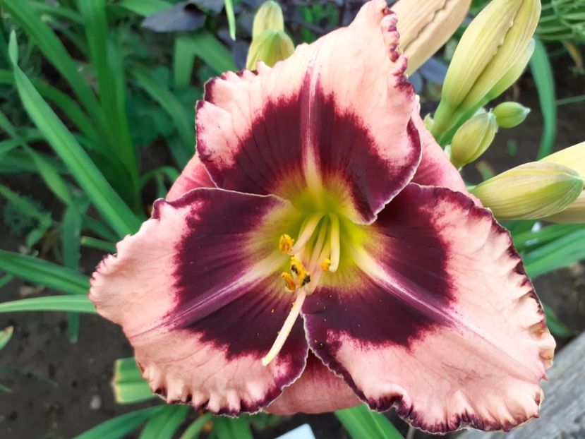  - Hemerocallis 2022