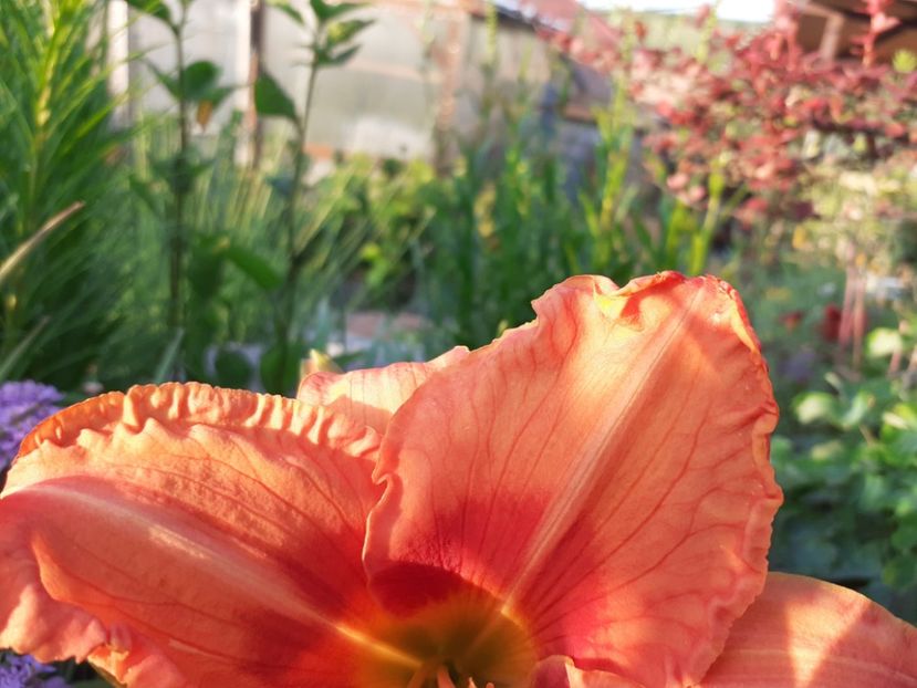 Tropical Fruit Loop - Hemerocallis 2022