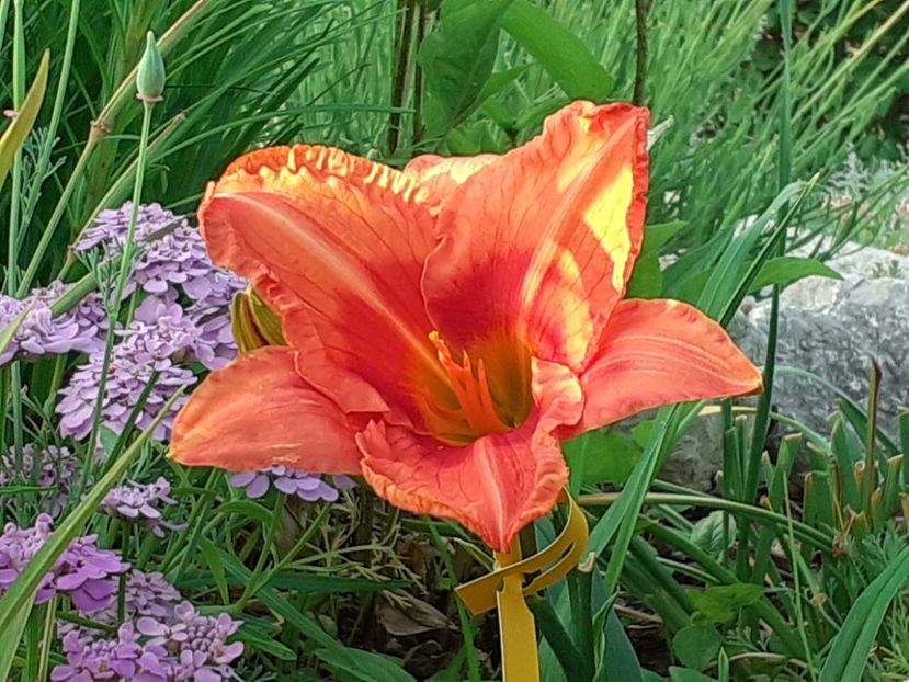 Tropical Fruit Loop - Hemerocallis 2022