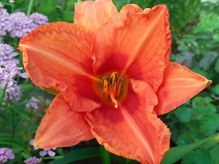  - Hemerocallis 2022