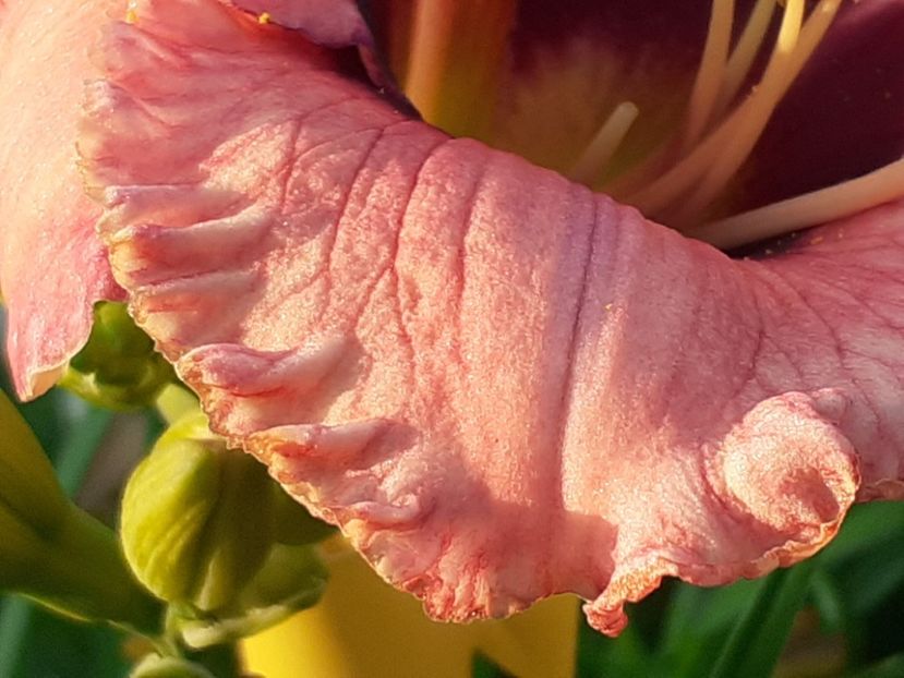 Strawberry - Hemerocallis 2022