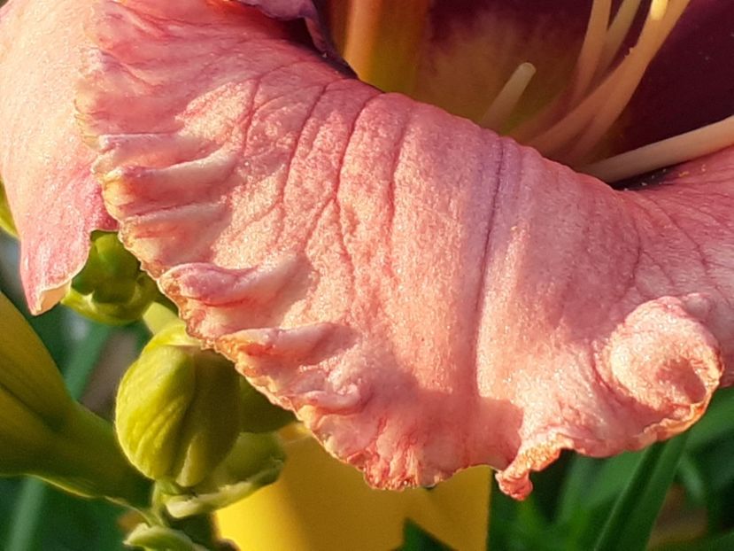  - Hemerocallis 2022
