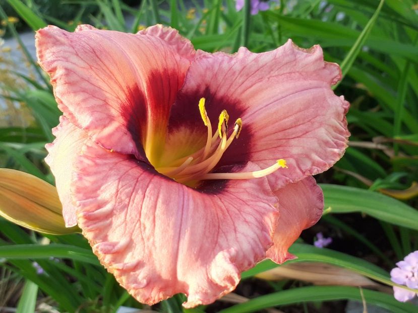  - Hemerocallis 2022