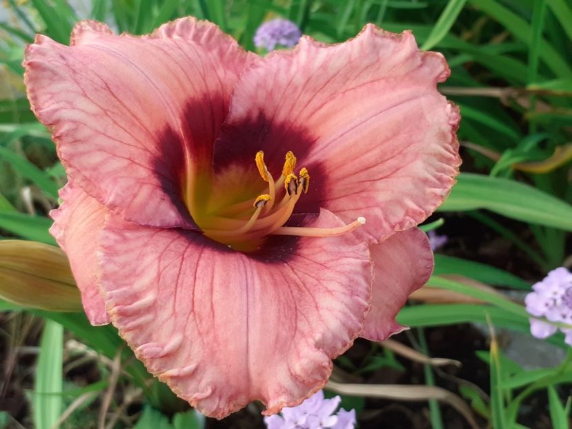  - Hemerocallis 2022
