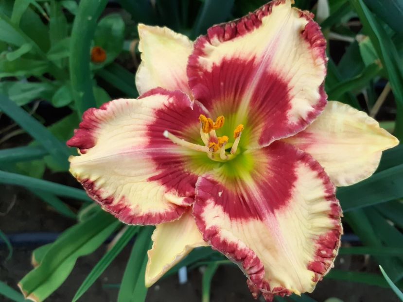  - Hemerocallis 2022